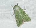groene weideuil1